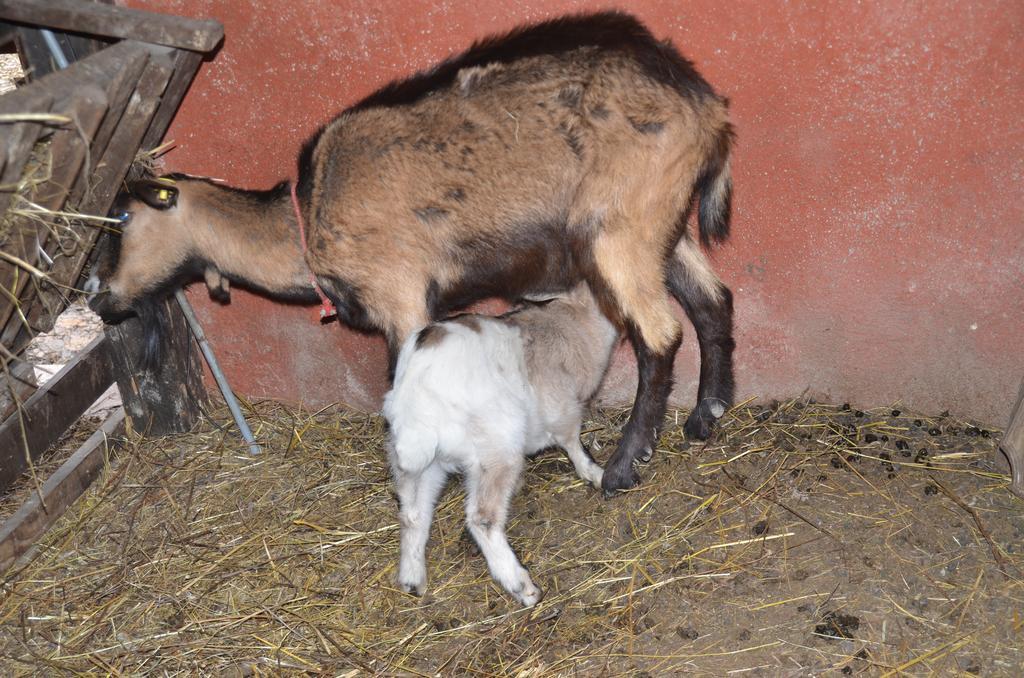 La Fattoria Di Morgana Villa Opi Exterior foto